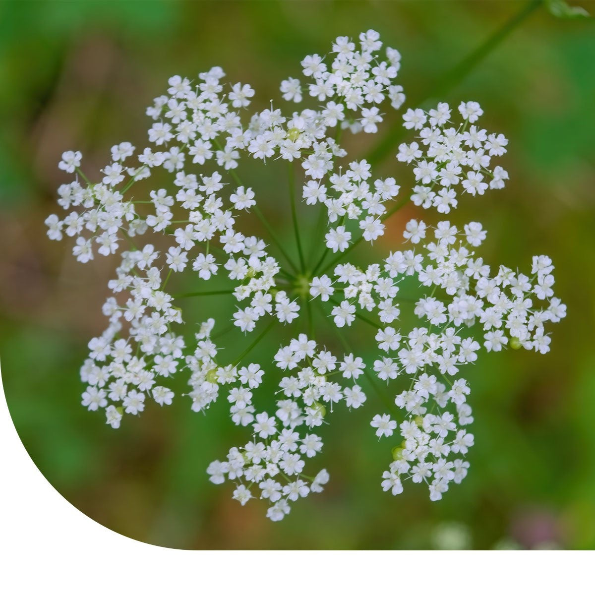 MRS Seeds & Mixtures Kleine Bibernelle - Pimpinella saxifraga [de]