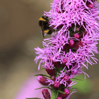 MRS Seeds & Mixtures Knopige slangenwortel - Lampenpoetser