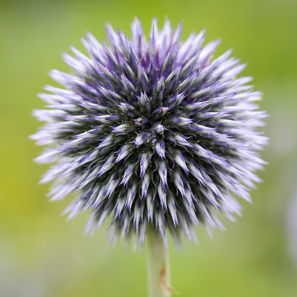 MRS Seeds & Mixtures Kugeldistel - Echinops [de]