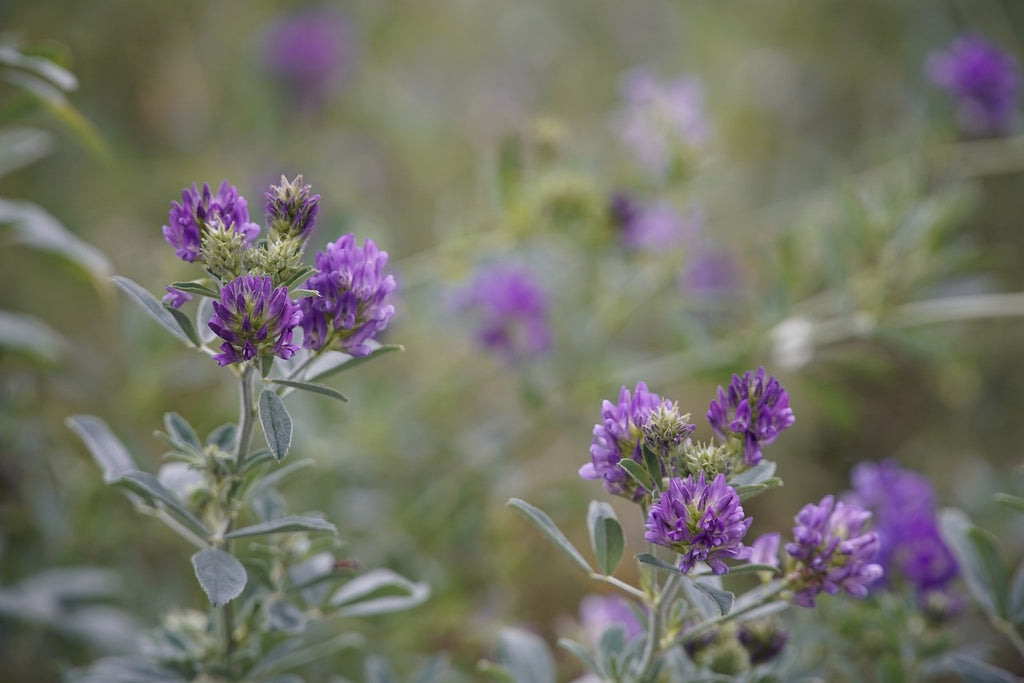 MRS Seeds & Mixtures Luzerne - Medicago sativa [de]