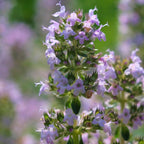 MRS Seeds & Mixtures Pfefferminze - Mentha piperita [de]