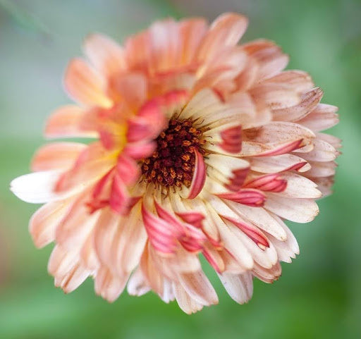 MRS Seeds & Mixtures Ringelblume 'Touch of Red' - Calendula [de]
