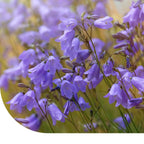 MRS Seeds & Mixtures Rundblättrige Glockenblume - Campanula rotundifolia [de]