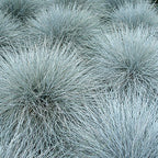 MRS Seeds & Mixtures Schafschwingel - Festuca ovina cinerea [de]
