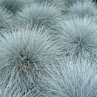 MRS Seeds & Mixtures Schafschwingel - Festuca ovina cinerea [de]