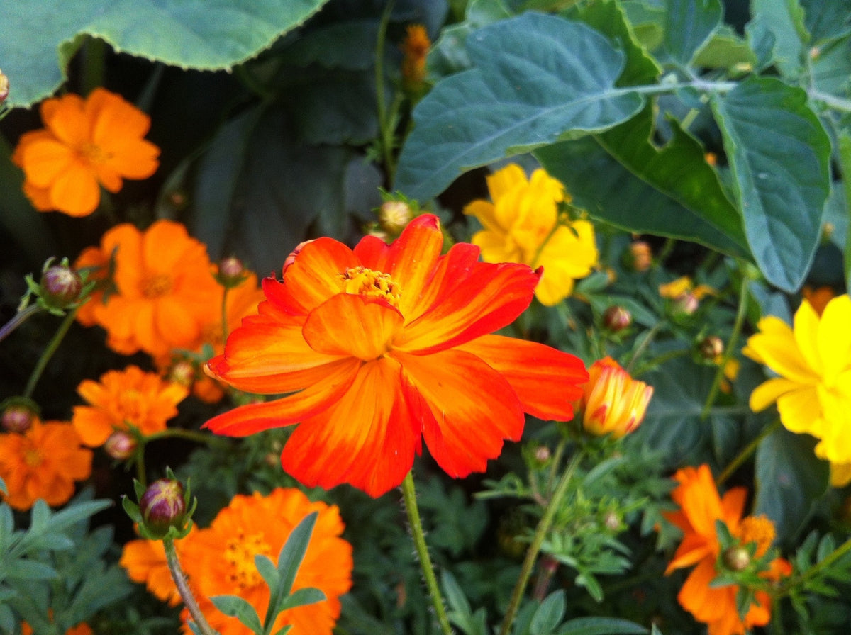 MRS Seeds & Mixtures Schmuckkörbchen  'Ladybird' - Cosmos sulphureus [de]