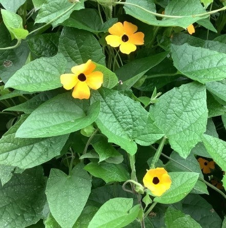 MRS Seeds & Mixtures Schwarzäugige Susanne  - Thunbergia alata [de]