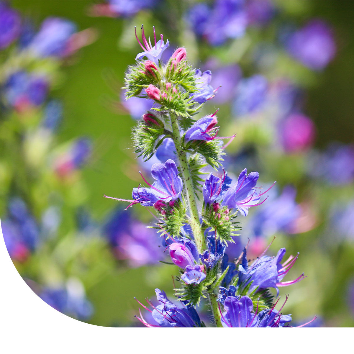 MRS Seeds & Mixtures Slangenkruid - Echium vulgare [nl]