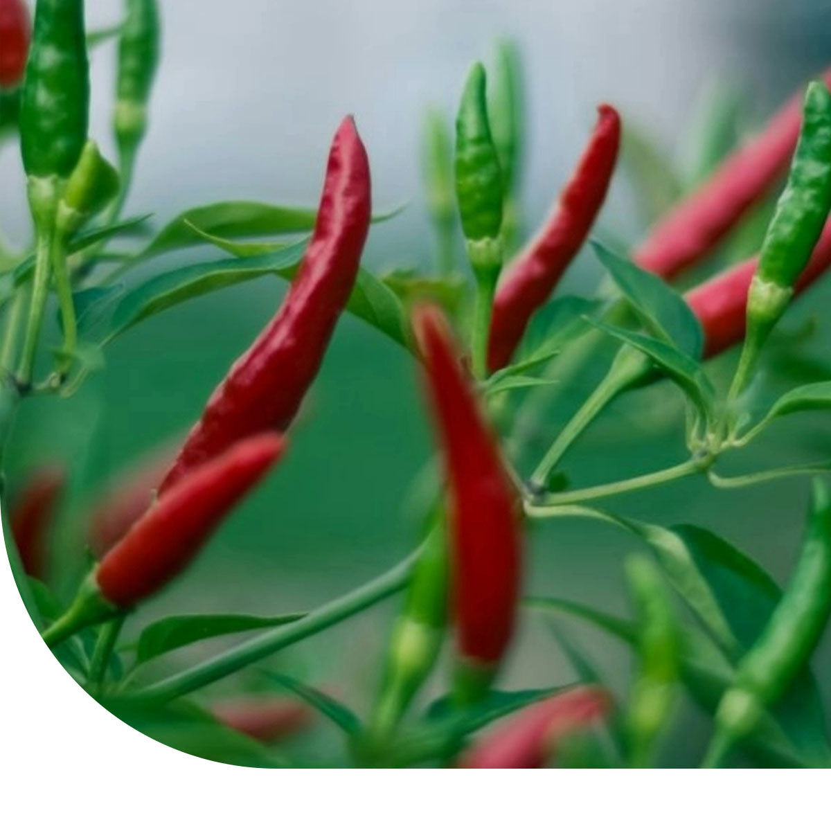 MRS Seeds & Mixtures Spaanse peper - Cayenne Rood