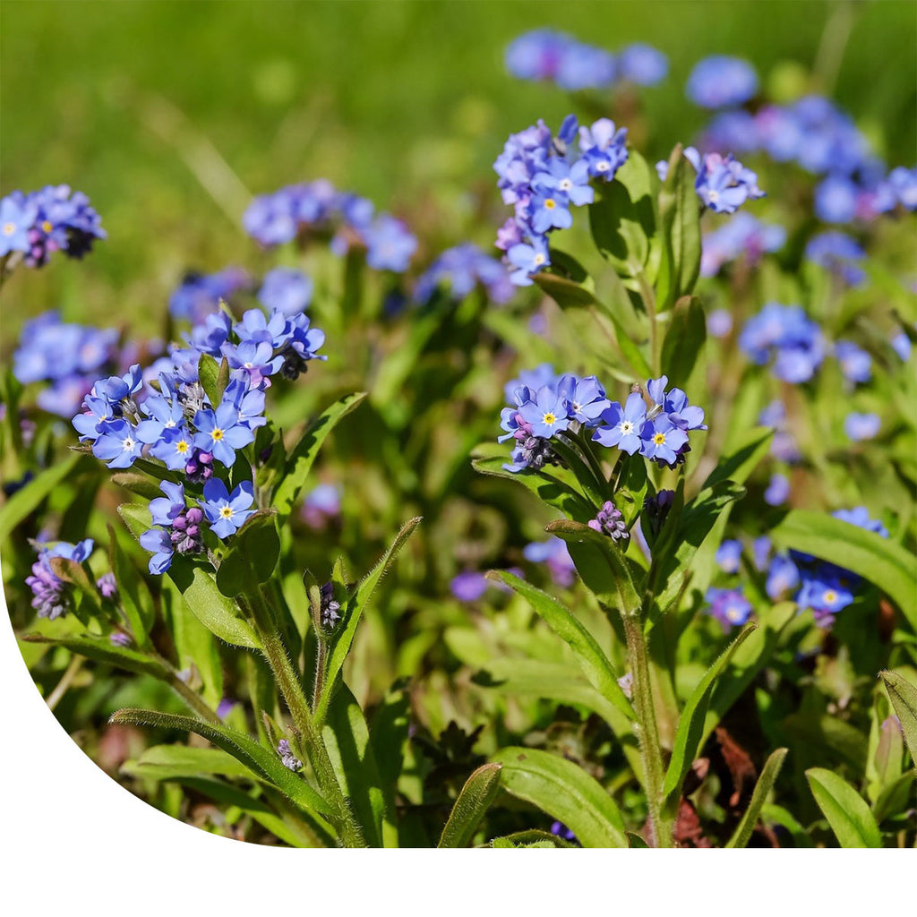 MRS Seeds & Mixtures Vergeet-mij-nietje - Myosotis Alpestris