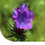 MRS Seeds & Mixtures Weegbreeslangenkruid - Echium plantagineum