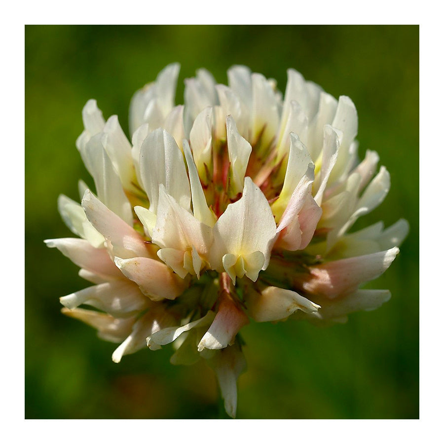 MRS Seeds & Mixtures Weißklee - Trifolium repens [de]