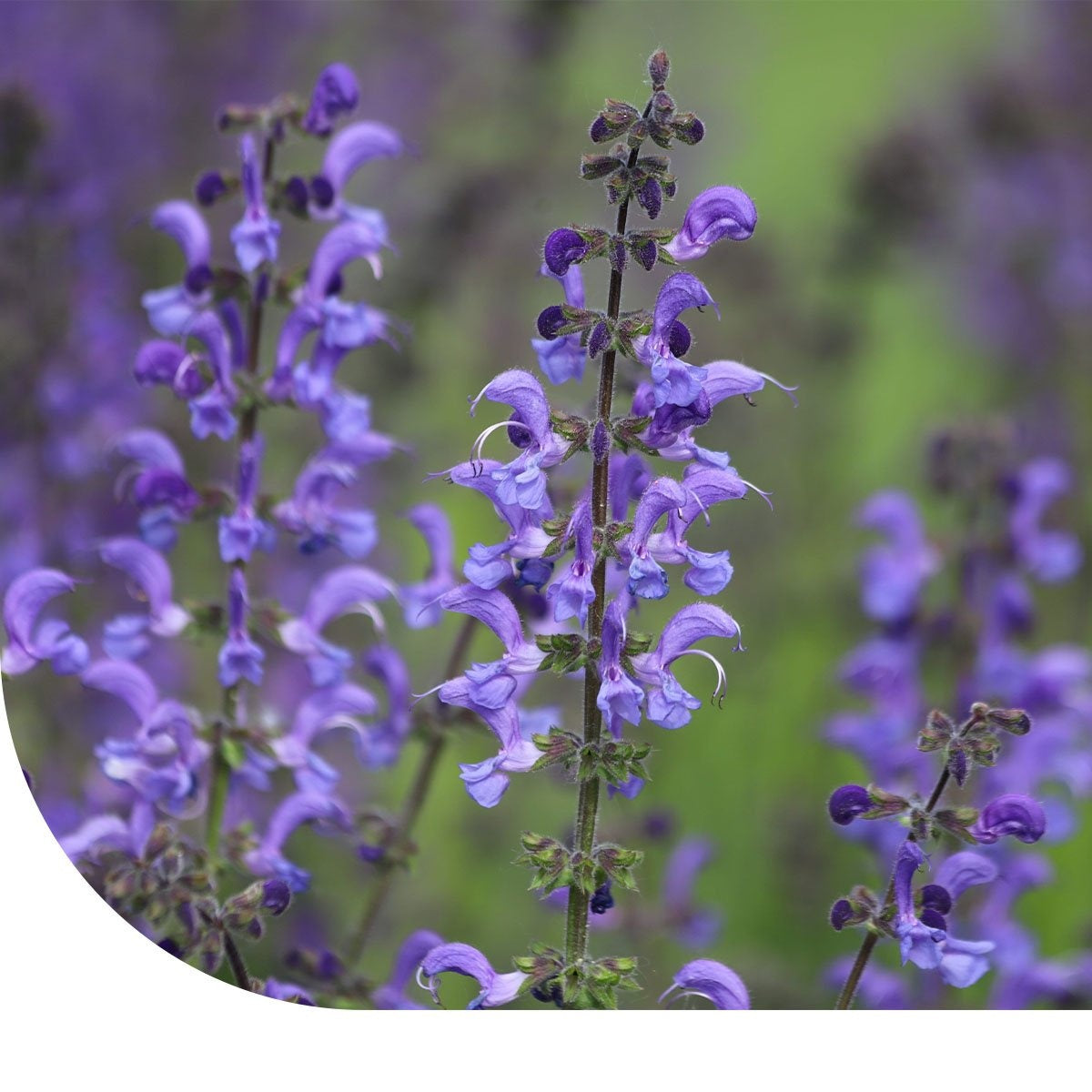 MRS Seeds & Mixtures Wiesensalbei - Salvia pratensis [de]
