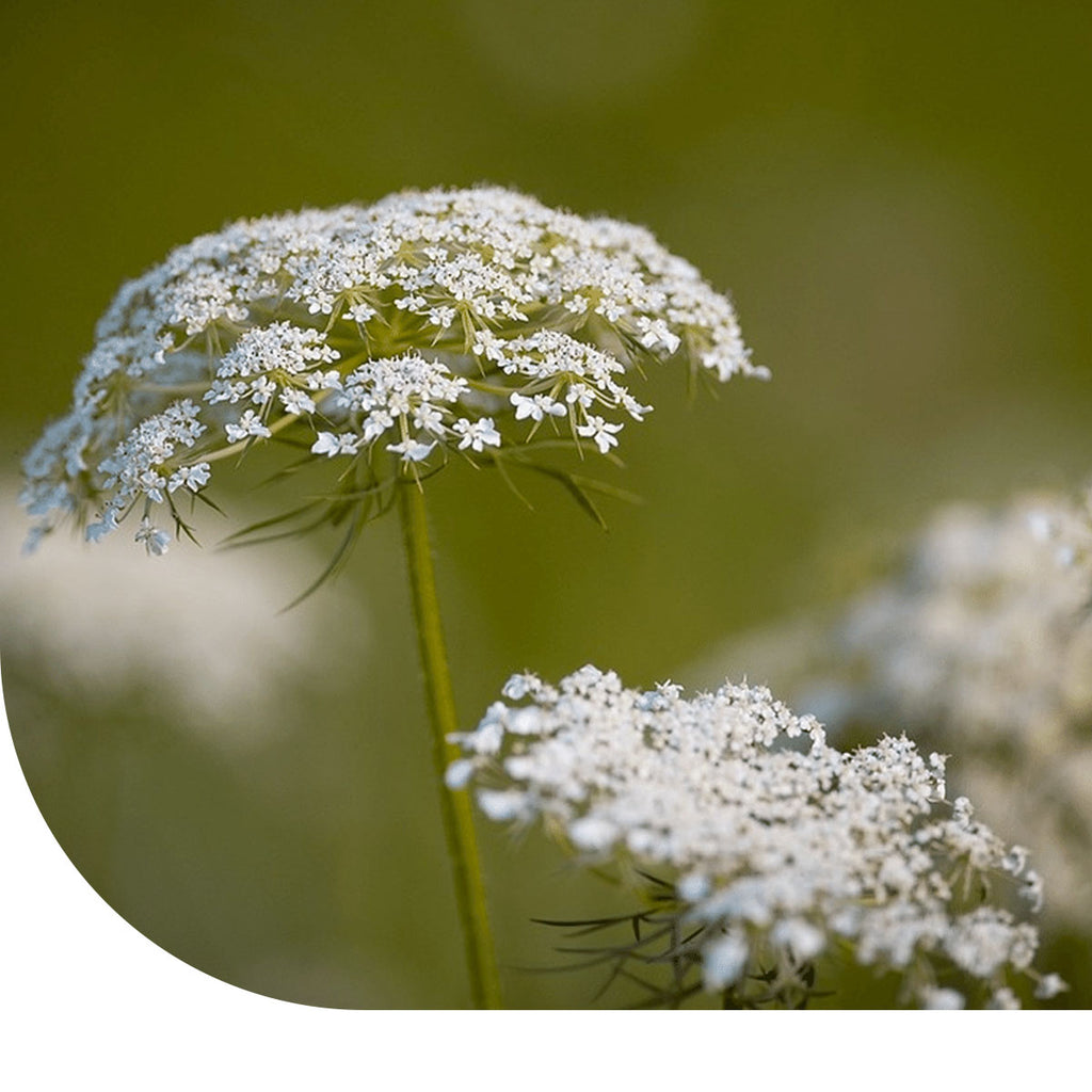 MRS Seeds & Mixtures Wilde peen - Daucus carota