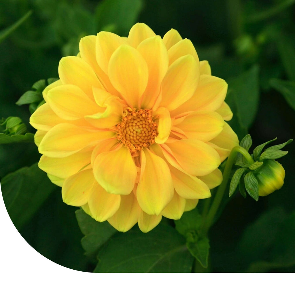 MRS Seeds & Mixtures Zinnia elegans - Golden State